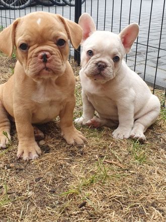 Französische Bulldogge Welpen Lilac Merle, choco isabella
