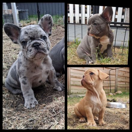 Französische Bulldogge Welpen Lilac Merle, choco isabella