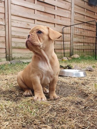 Französische Bulldogge Welpen Lilac Merle, choco isabella