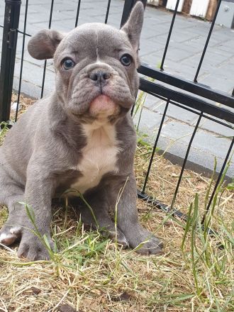 Französische Bulldogge Welpen Lilac Merle, choco isabella