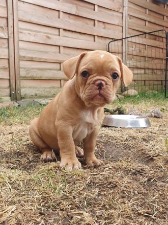 Französische Bulldogge Welpen Lilac Merle, choco isabella