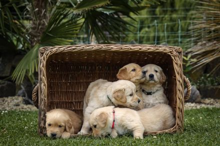 Reinrassige Golden Retriever Welpen suchen ein liebevolles Zuhause