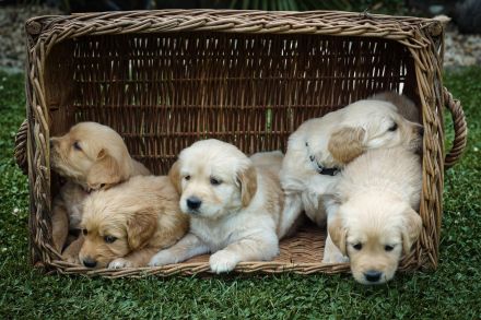 Reinrassige Golden Retriever Welpen suchen ein liebevolles Zuhause