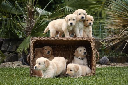 Reinrassige Golden Retriever Welpen suchen ein liebevolles Zuhause