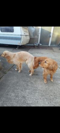 Reinrassige Golden Retriever Welpen suchen ein liebevolles Zuhause