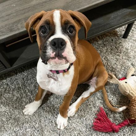 Weiblicher Boxerwelpe