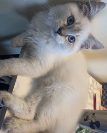 Weibliches Ragdoll-Kätzchen