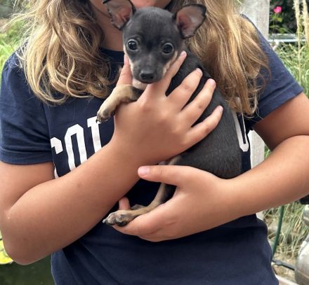 Wunderschöne Toy Terrier Hündin sucht liebevolles Zuhause 🐾