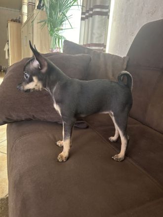 Wunderschöne Toy Terrier Hündin sucht liebevolles Zuhause 🐾