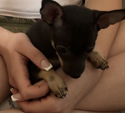 Wunderschöne Toy Terrier Hündin sucht liebevolles Zuhause 🐾