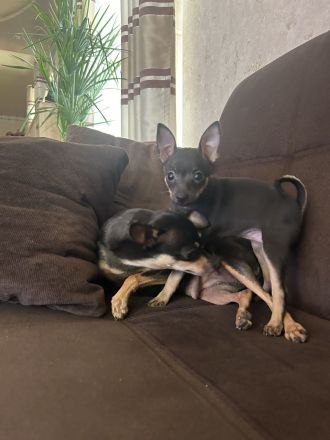 Wunderschöne Toy Terrier Hündin sucht liebevolles Zuhause 🐾