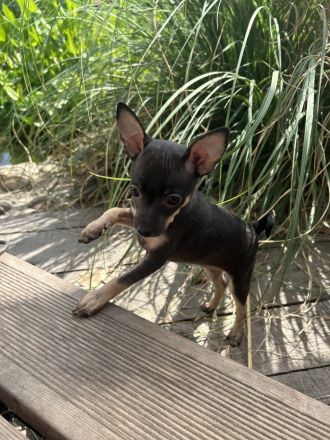 Wunderschöne Toy Terrier Hündin sucht liebevolles Zuhause 🐾
