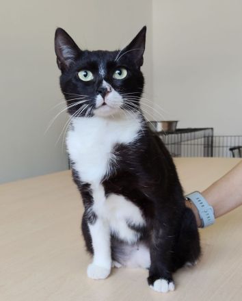 Schmusekatze Ronda wünscht sich sehr, bei netten Leuten statt im lauten Tierheim zu leben