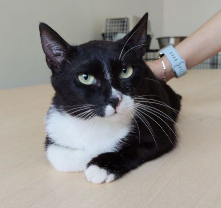 Schmusekatze Ronda wünscht sich sehr, bei netten Leuten statt im lauten Tierheim zu leben