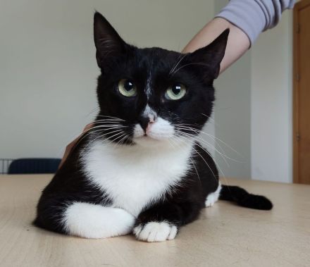 Schmusekatze Ronda wünscht sich sehr, bei netten Leuten statt im lauten Tierheim zu leben