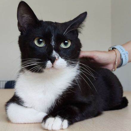 Schmusekatze Ronda wünscht sich sehr, bei netten Leuten statt im lauten Tierheim zu leben