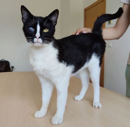 Darf sich der gutmütige Bartolo bald auf ein liebevolles Zuhause freuen?