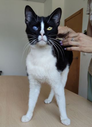 Darf sich der gutmütige Bartolo bald auf ein liebevolles Zuhause freuen?