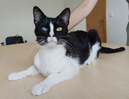 Darf sich der gutmütige Bartolo bald auf ein liebevolles Zuhause freuen?