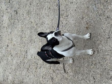 1 jährige reinrassige französische Bulldogge