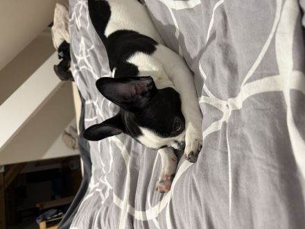 1 jährige reinrassige französische Bulldogge