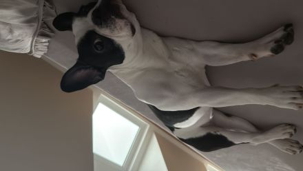 1 jährige reinrassige französische Bulldogge