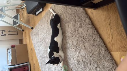 1 jährige reinrassige französische Bulldogge