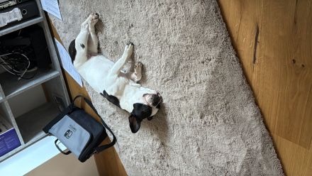 1 jährige reinrassige französische Bulldogge