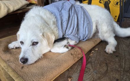 Alterswohnsitz für Claudius gesucht