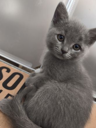 BKH Persermix KItten in gute Hände abzugeben