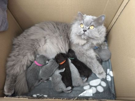 BKH Persermix KItten in gute Hände abzugeben