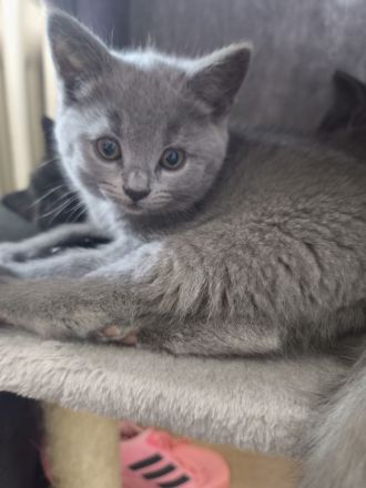 BKH Persermix KItten in gute Hände abzugeben