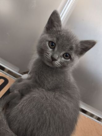 BKH Persermix KItten in gute Hände abzugeben