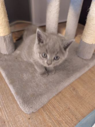 BKH Persermix KItten in gute Hände abzugeben