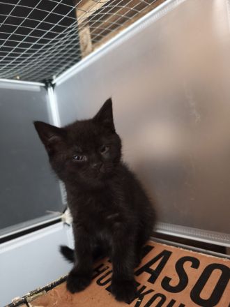 BKH Persermix KItten in gute Hände abzugeben