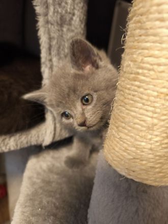 BKH Persermix KItten in gute Hände abzugeben