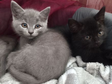 BKH Persermix KItten in gute Hände abzugeben