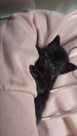 BKH Persermix KItten in gute Hände abzugeben