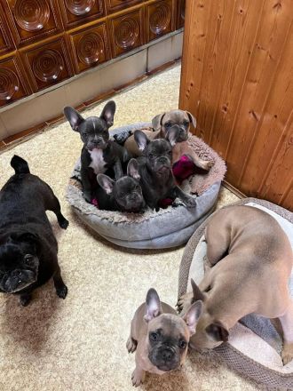 Französische Bulldoggen-Welpen – geb. am 27.03.2025 – Berlin