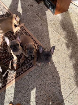 Französische Bulldoggen-Welpen – geb. am 27.03.2025 – Berlin