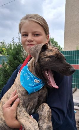 Deutsche Doggen Welpe Rüde, gestromt, 10 Wochen