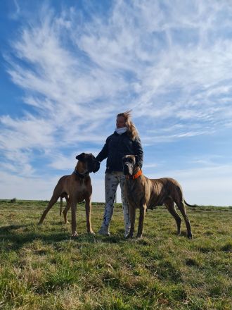 Deutsche Doggen Welpe Rüde, gestromt, 10 Wochen