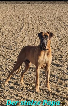 Deutsche Doggen Welpe Rüde, gestromt, 10 Wochen