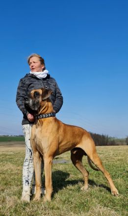 Deutsche Doggen Welpe Rüde, gestromt, 10 Wochen