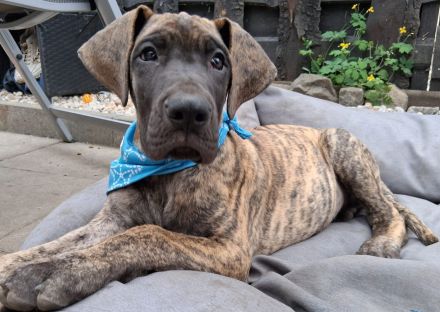 Deutsche Doggen Welpe Rüde, gestromt, 10 Wochen