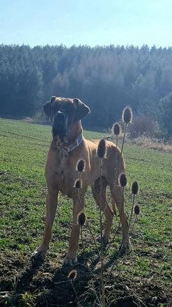 Deutsche Doggen Welpe Rüde, gestromt, 10 Wochen
