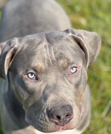 American bully xl sucht ein neues Zuhause