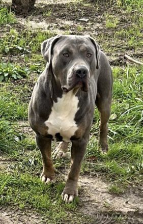 American bully xl sucht ein neues Zuhause