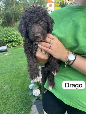 Spanische Wasserhund Welpen - sofort Abgabebereit  Perro de Aqua Espanol