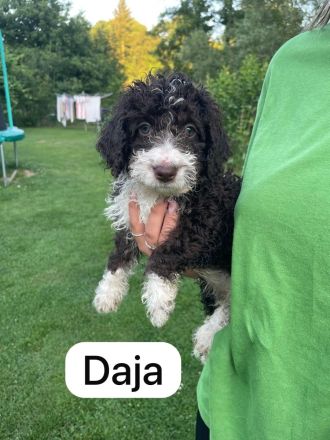 Spanische Wasserhund Welpen - sofort Abgabebereit  Perro de Aqua Espanol